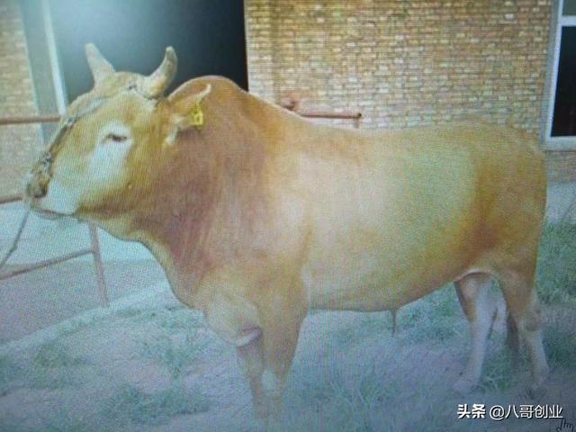 临沂市哪里有看牛的