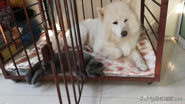 家里有宠物，气味很大，该怎样去除异味呢,第2张