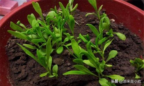 康乃馨种子种植方法，康乃馨种子种植方法和时间