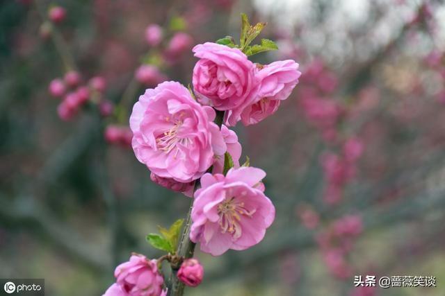 北方耐寒耐阴花卉? 北方耐寒耐阴花卉有哪些!