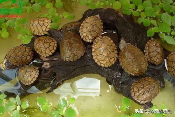 剃刀龟怎么养,第3张