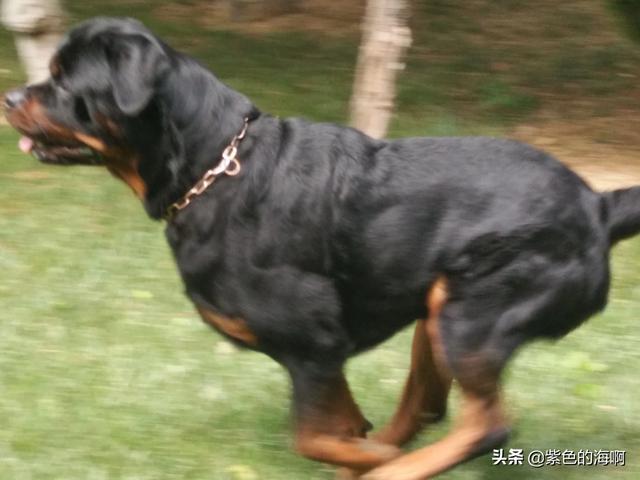 什么样的大型犬最好，最漂亮