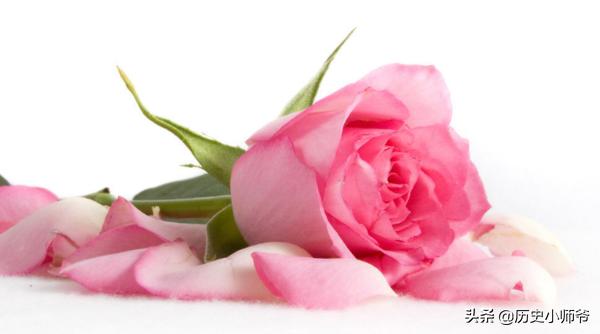 66朵玫瑰含义代表什么（66朵玫瑰代表的含义）