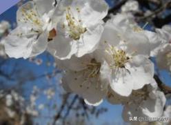 杏树的资料 （关于银杏树的资料）