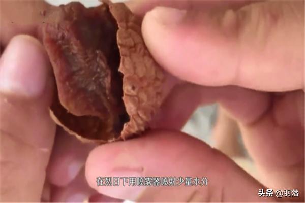 荔枝干-荔枝干的功效与作用