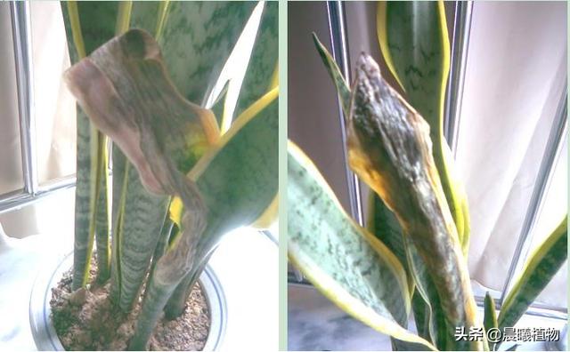 虎皮兰叶子枯萎，请问是怎么回事？可以挽救吗,第33张