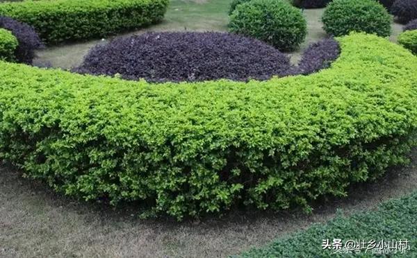 厂子里适合种植什么树？：厂区园林景观设计