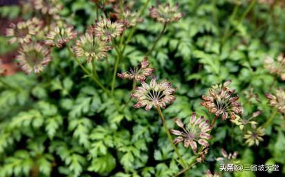 种植土规范要求内容?