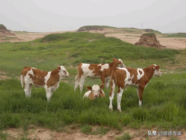 肉牛科学养殖技术-肉牛科学养殖技术视频