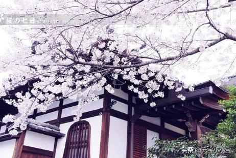 樱花的花语日语（樱花的花语日语翻译）