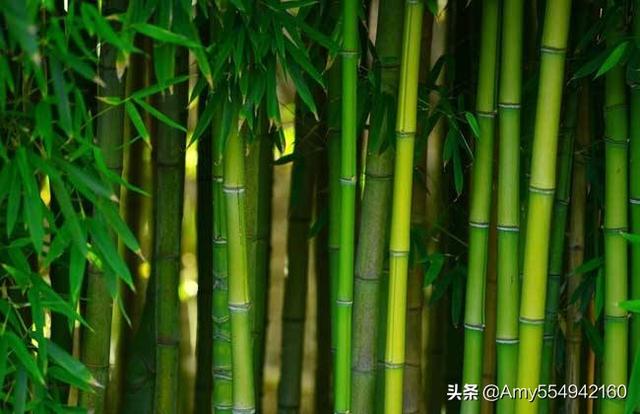 竹子的特点和品质? 竹子的特点和品质和精神!