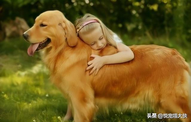 狗和狼的时间，狗和狼的时间电视剧免费观看