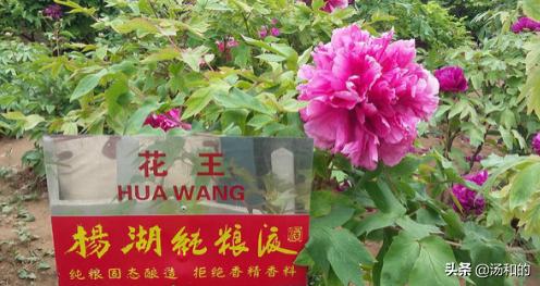 菏泽牡丹园哪个好？可以说说吗？：菏泽曹州牡丹园