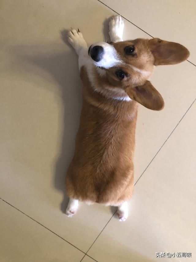 三四个月的狗狗该怎么养,第1张