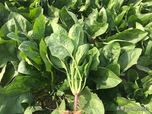 菠菜种植时间和方法？