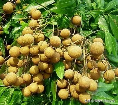 福建种什么瓜果