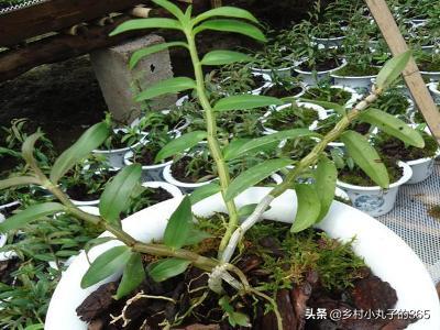 花园铁皮石斛的种植方法,花园铁皮石斛的种植方法视频