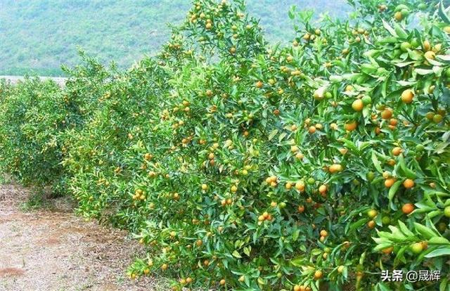 企业卖魔芋超10个亿怎么办