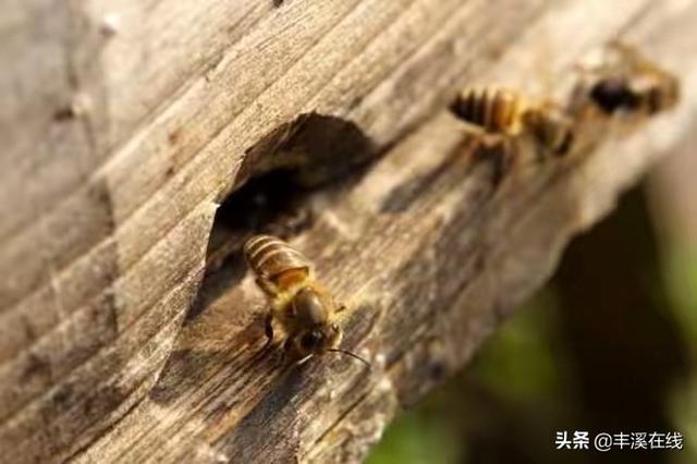 蜜蜂怎么养殖-蜜蜂怎么养殖技术视频