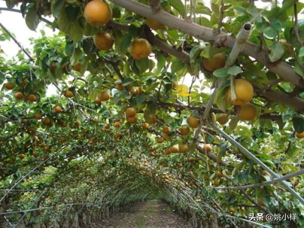 室外花园适合什么水槽种植,室外花园适合什么水槽种植植物