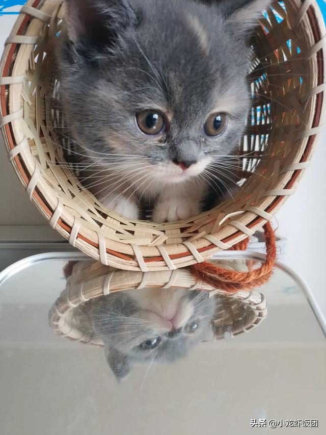 刚出生离开母体并且未断奶的小猫如何照顾,第3张