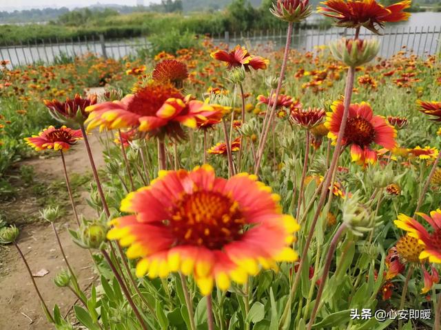 石家庄市哪里的房子好