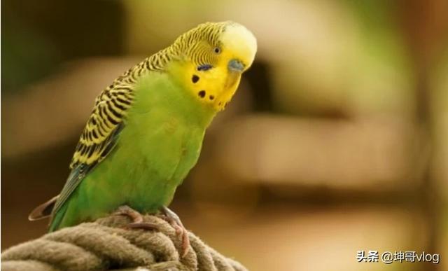 最便宜的鹦鹉是哪种,第1张