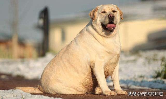 拉不拉多犬?拉布拉多犬名字大全!