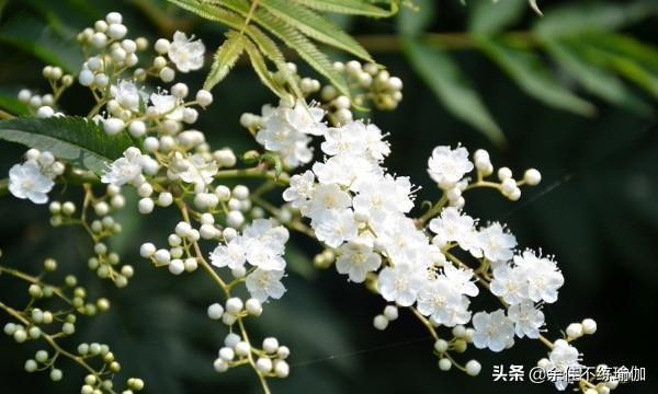 珍珠梅 （珍珠梅盆景的养殖方法）
