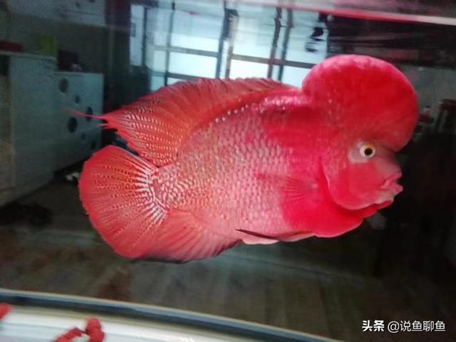 如何让罗汉鱼长得更快,第1张