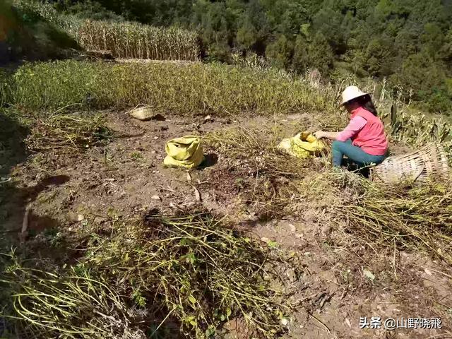 马云进军水产养殖农业医疗，马云注册的水产养殖基地