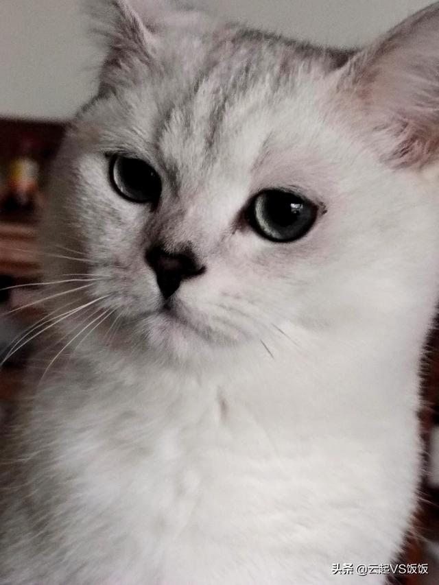 如果不喂猫粮，可以给猫猫做点什么吃