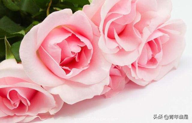 粉红玫瑰 （粉红玫瑰的花语代表什么）