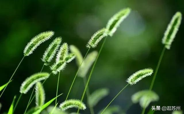 路边绿化都是什么花,路边绿化都是什么花种