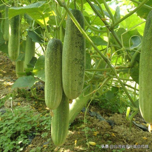 蔬菜种植培训总结，蔬菜种植培训总结讲话