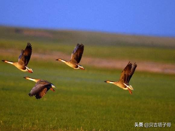 候鸟有哪些_太湖候鸟有哪些