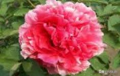 菏泽牡丹园哪个好？可以说说吗？：菏泽曹州牡丹园