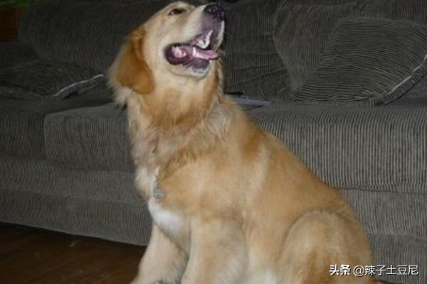 金毛犬怎么訓練?金毛犬怎么訓練大小便!