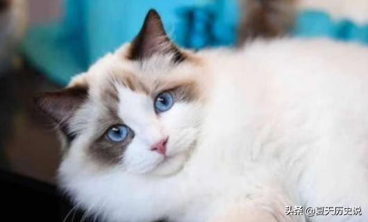 猫咪几个月才生孩子,第1张