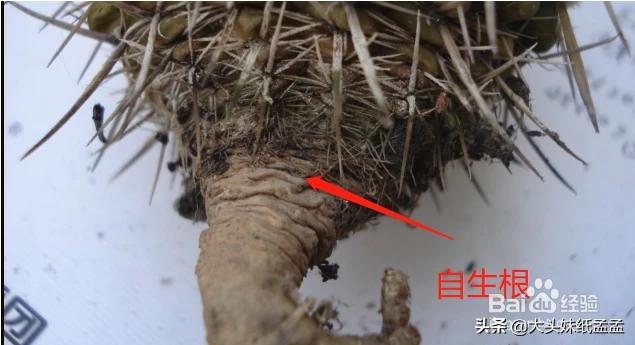 太阳花的养殖方法和注意事项