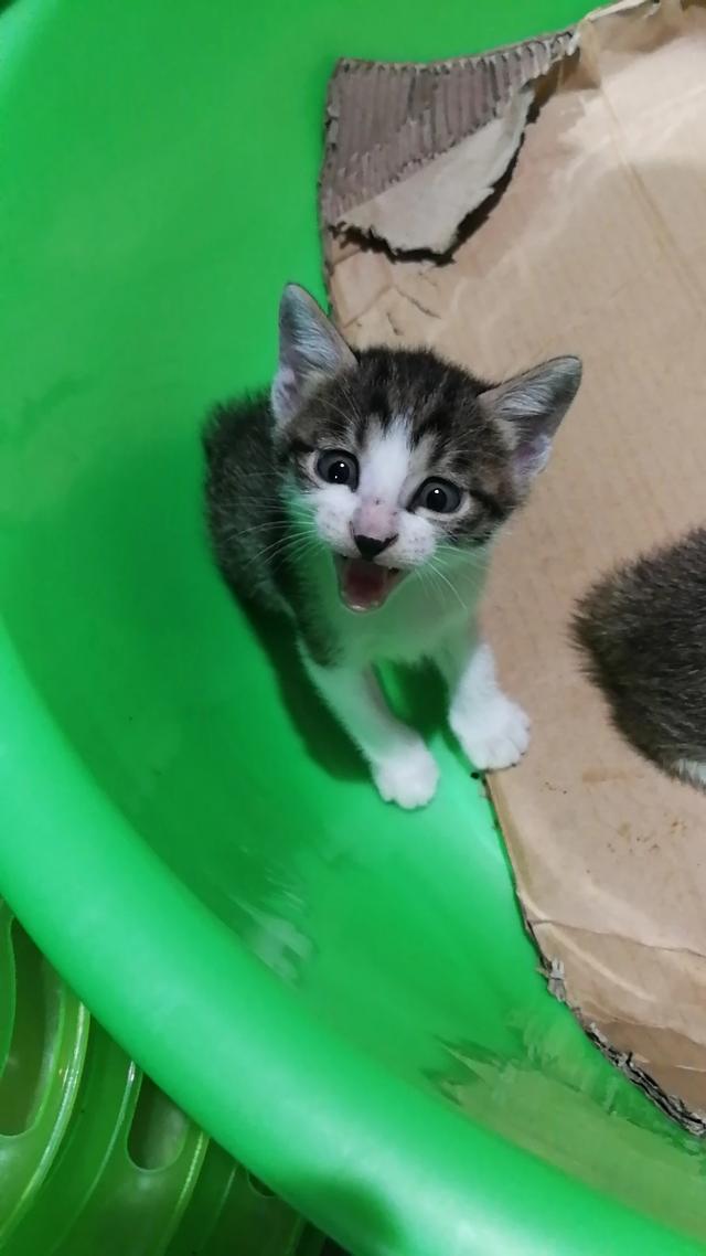 普及知识：如何让猫咪记住自己的名字,第16张