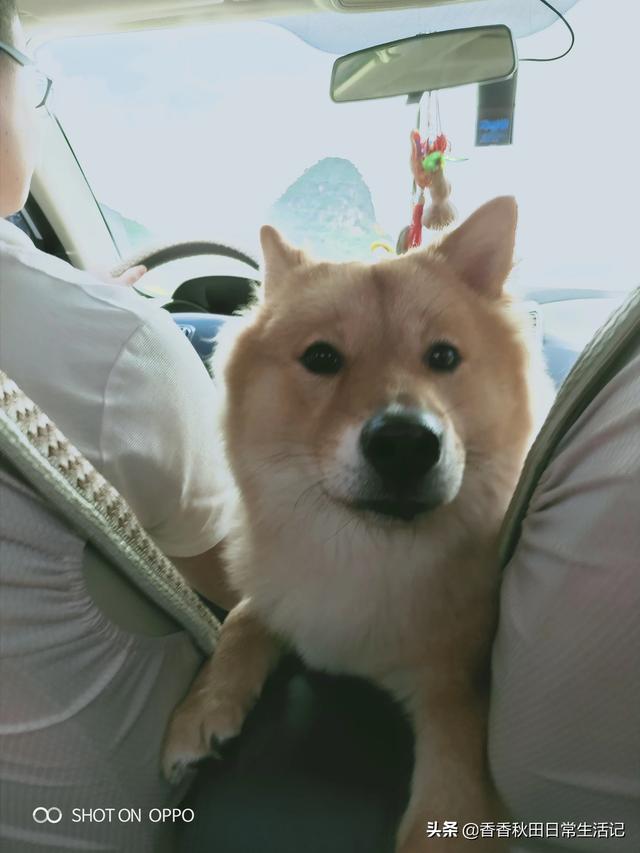 求助-拉布拉多幼犬怎么训练去卫生间大小便,第2张