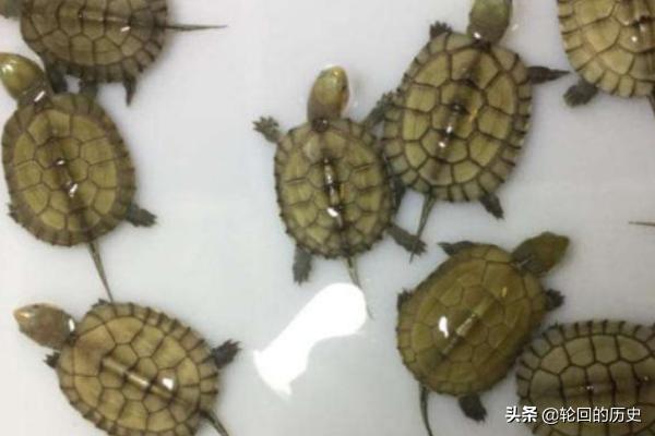 剃刀龟怎么养,第2张