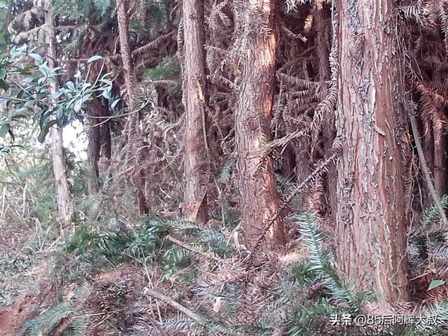 国家扶持种植药材项目 湖南山区适合种什么树，种什么树收入高？