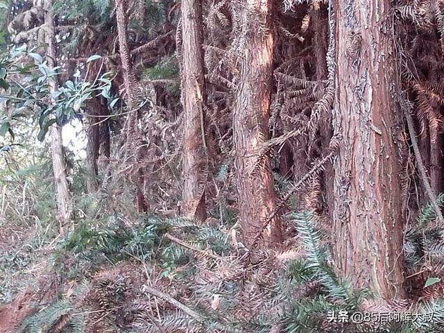 桂林大棚蔬菜种植基地，桂林大棚蔬菜种植基地在哪里