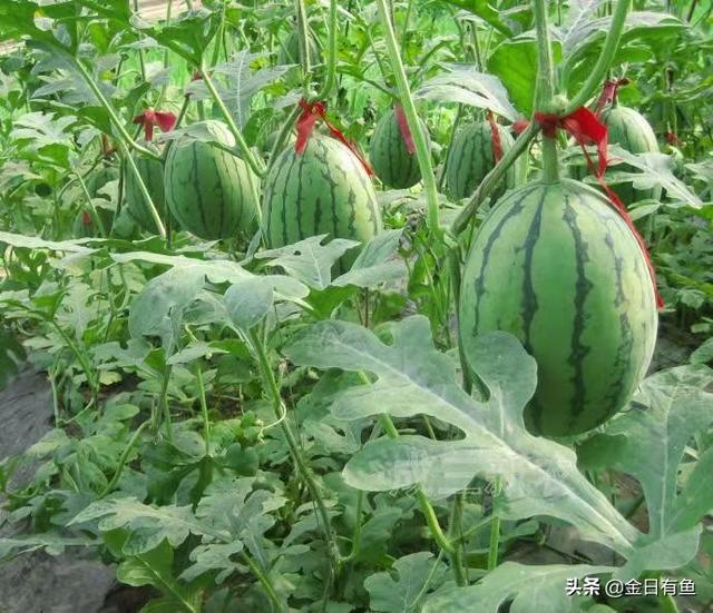 秋天果园种植什么菜好吃,秋天果园种植什么菜好吃呢