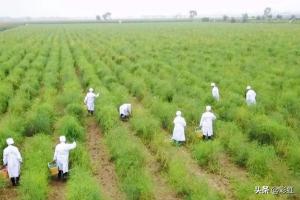 芦笋种子种植方法，芦笋种子种植方法全过程