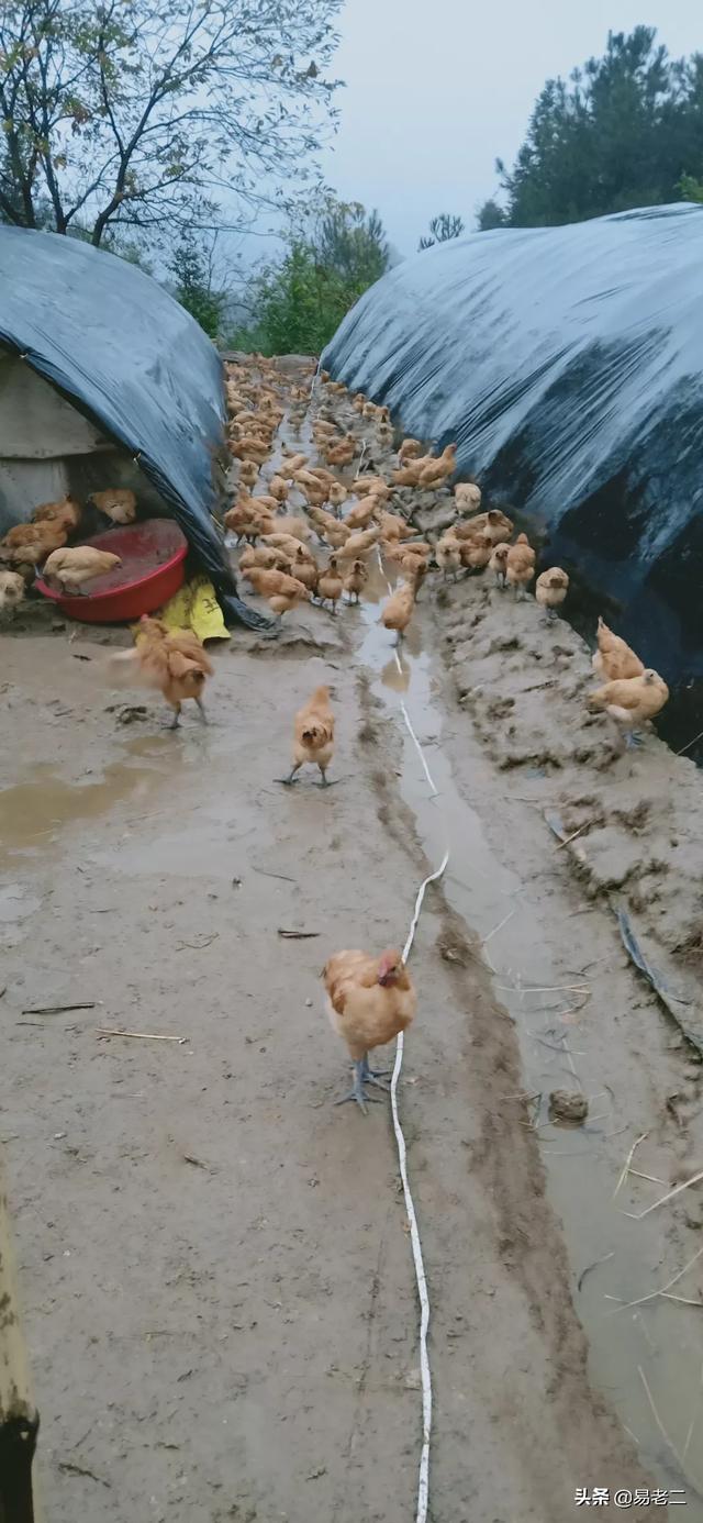 在线咨询，在线咨询律师
