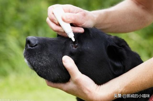 我家的狗狗为什么眼睛里会流水