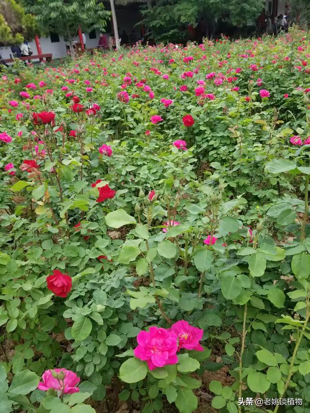 冬天新买月季花怎么养护和管理(图8)